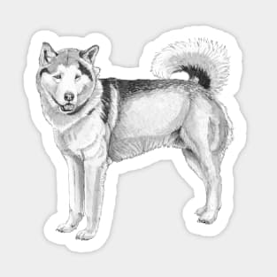 Alaskan malamute Sticker